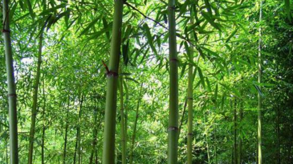 竹子为什么长得那么快,为什么竹子长得那么快图6