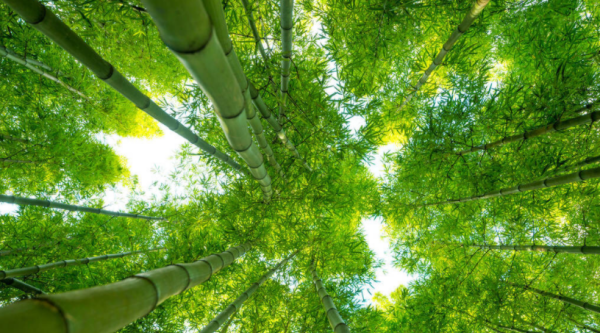 竹子为什么长得那么快,为什么竹子长得那么快图4