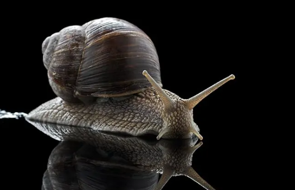 蜗牛喜欢吃什么,蜗牛喜欢吃什么图9