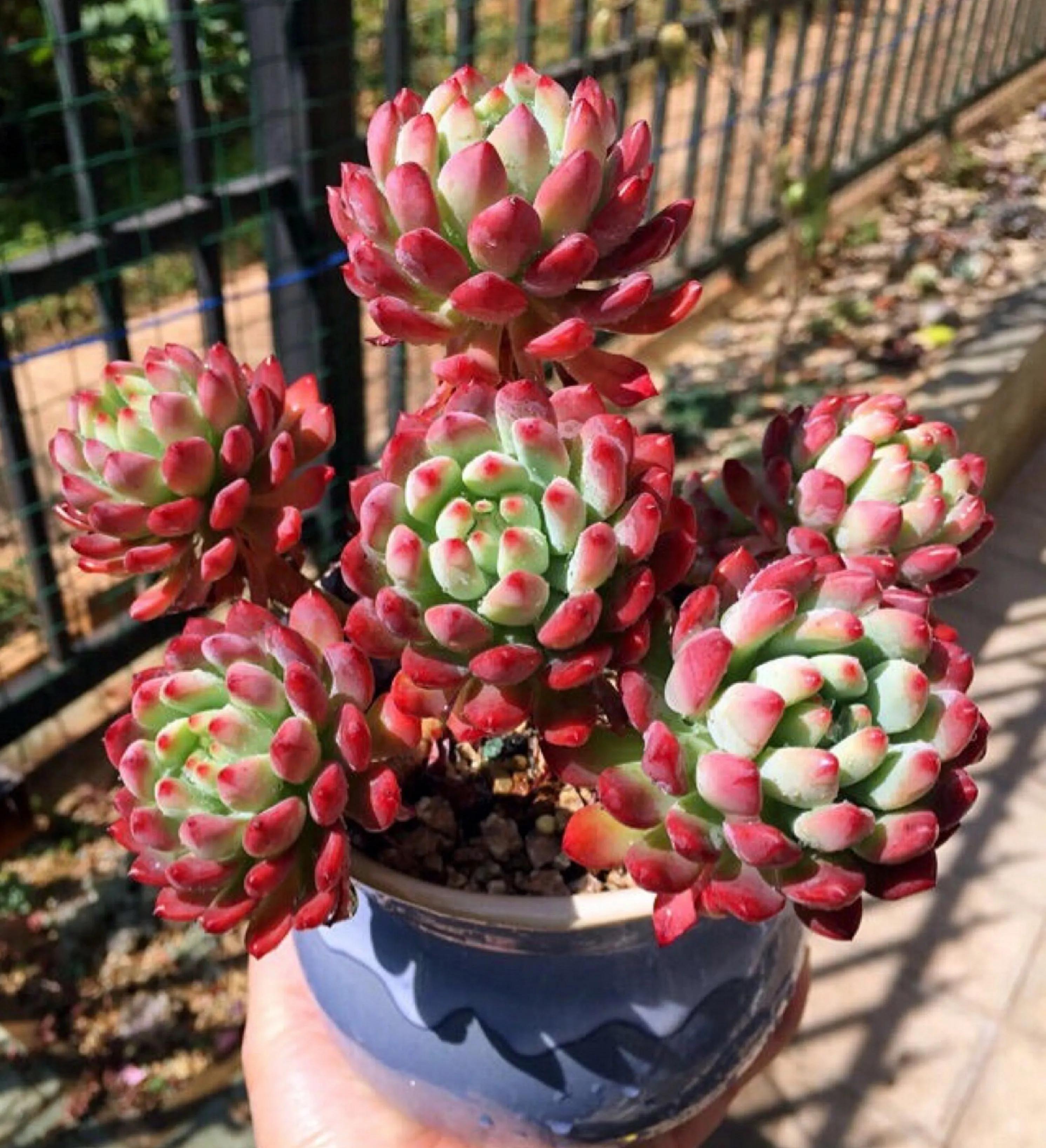 多肉怎么养多久浇一次水（多肉几天浇一次水最好）(图4)