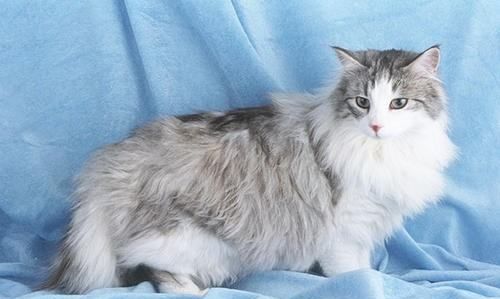 猫为什么怕黄瓜,猫咪为什么怕黄瓜,猫咪为什么图3