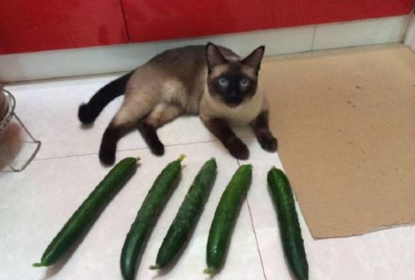 猫为什么怕黄瓜,猫咪为什么怕黄瓜,猫咪为什么图7