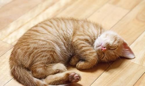 猫为什么怕黄瓜,猫咪为什么怕黄瓜,猫咪为什么图4