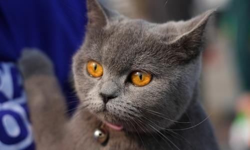 猫为什么怕黄瓜,猫咪为什么怕黄瓜,猫咪为什么图2