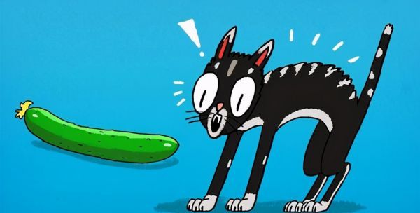 猫为什么怕黄瓜,猫咪为什么怕黄瓜,猫咪为什么图6