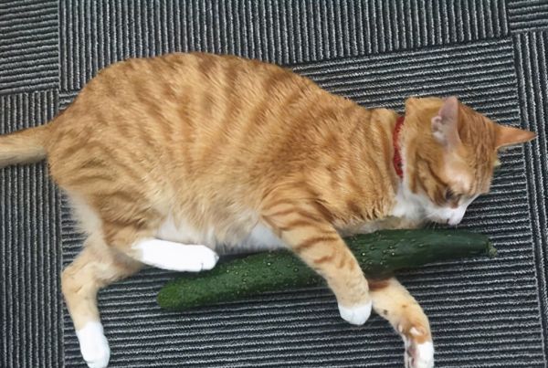 猫为什么怕黄瓜,猫咪为什么怕黄瓜,猫咪为什么图8