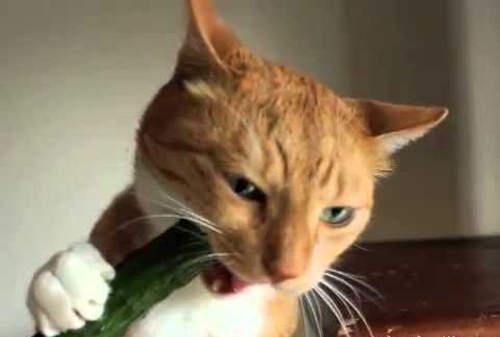 猫咪为什么怕黄瓜,猫咪为什么