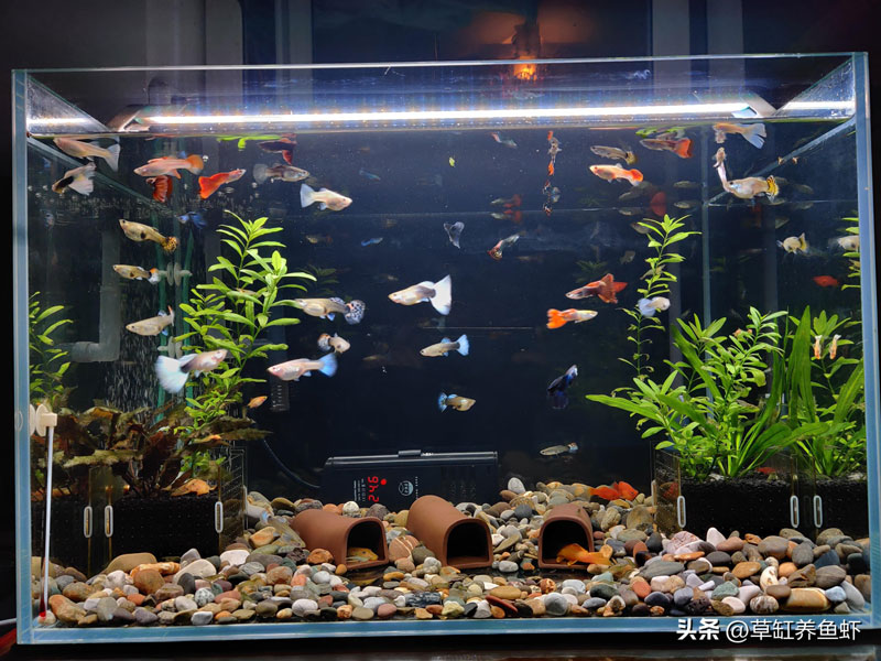 养锦鲤的鱼缸水浑浊怎么办(锦鲤鱼缸水浑浊原因和解决方案)(图1) 养锦鲤的鱼缸水浑浊怎么办(锦鲤鱼缸水浑浊原因和解决方案)(图1)