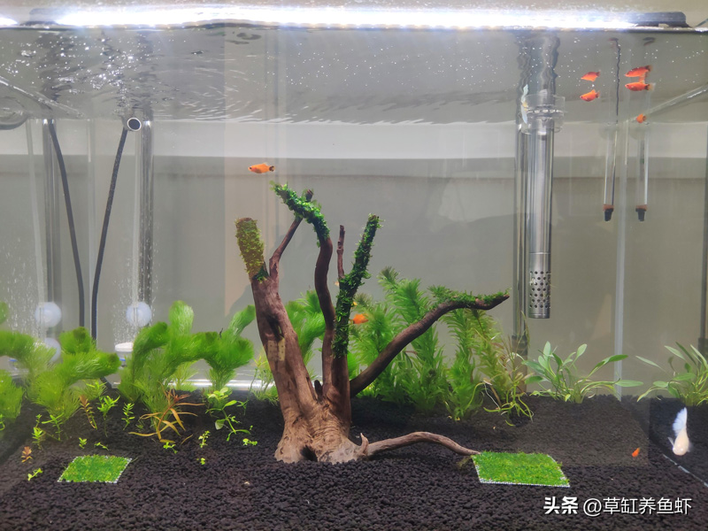 养锦鲤的鱼缸水浑浊怎么办(锦鲤鱼缸水浑浊原因和解决方案)(图3) 养锦鲤的鱼缸水浑浊怎么办(锦鲤鱼缸水浑浊原因和解决方案)(图3)