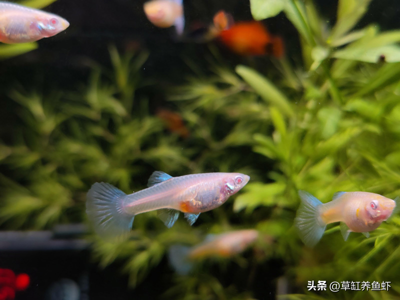 养锦鲤的鱼缸水浑浊怎么办(锦鲤鱼缸水浑浊原因和解决方案)(图2) 养锦鲤的鱼缸水浑浊怎么办(锦鲤鱼缸水浑浊原因和解决方案)(图2)