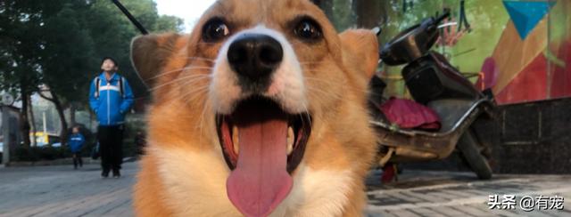 狂犬病的预防要6条小知识(知道这些你就不怕了)(1)