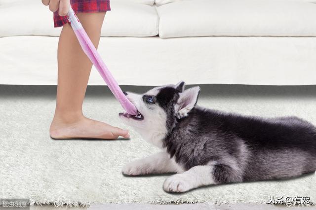 狂犬病的预防要6条小知识(知道这些你就不怕了)(3)