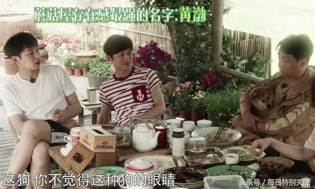 向往的生活黄渤来了黄磊真的开心(黄渤捣乱向往的生活)(8)