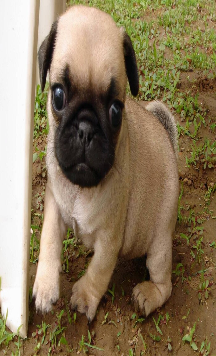 什么狗不太需要运动(城市家养什么狗最好)(图6) 什么狗不太需要运动(城市家养什么狗最好)(图6)