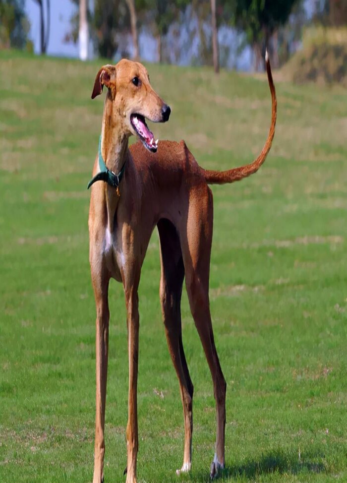 什么狗不太需要运动(城市家养什么狗最好)(图2) 什么狗不太需要运动(城市家养什么狗最好)(图2)