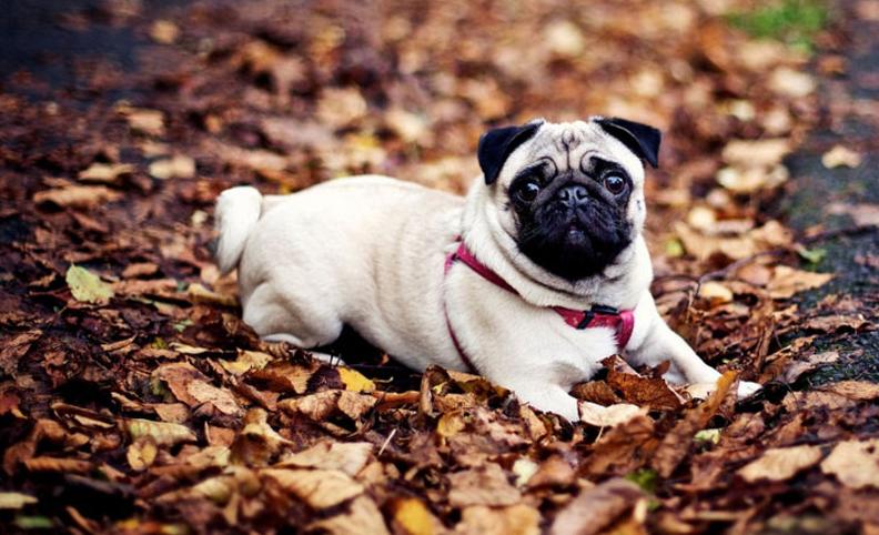 什么狗不太需要运动(城市家养什么狗最好)(图5) 什么狗不太需要运动(城市家养什么狗最好)(图5)