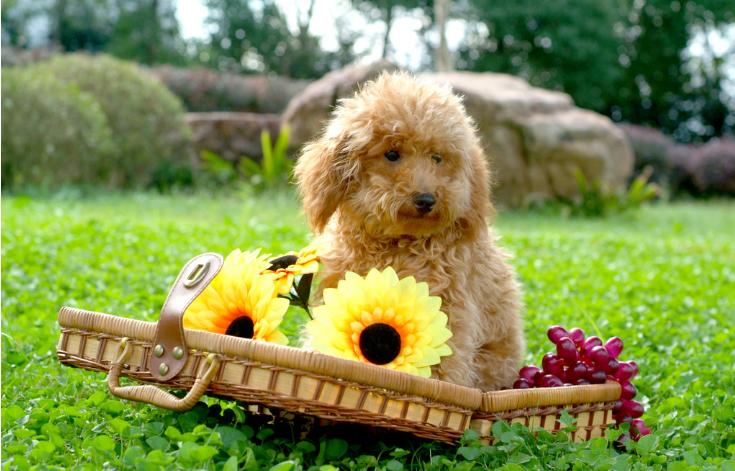 什么狗不太需要运动(城市家养什么狗最好)(图1) 什么狗不太需要运动(城市家养什么狗最好)(图1)