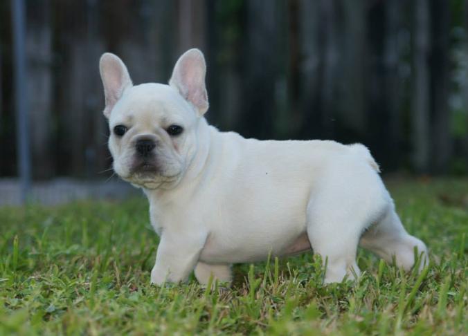 什么狗不太需要运动(城市家养什么狗最好)(图3) 什么狗不太需要运动(城市家养什么狗最好)(图3)