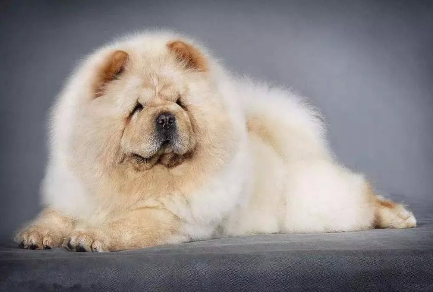 什么狗不太需要运动(城市家养什么狗最好)(图7) 什么狗不太需要运动(城市家养什么狗最好)(图7)