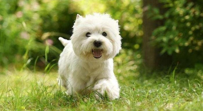 什么狗不太需要运动(城市家养什么狗最好)(图4) 什么狗不太需要运动(城市家养什么狗最好)(图4)