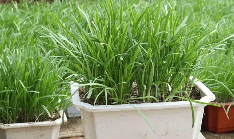 立春种植哪些农作物和蔬菜（立春种什么蔬菜）(图4)