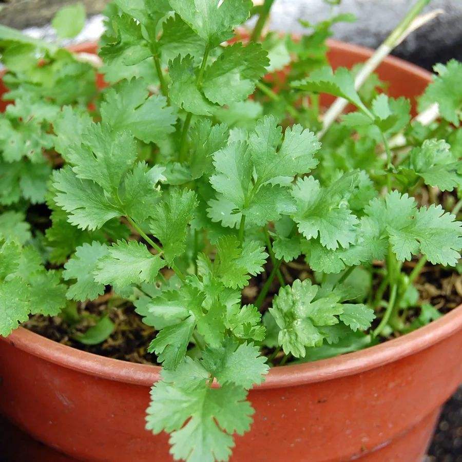 立春种植哪些农作物和蔬菜（立春种什么蔬菜）(图1)