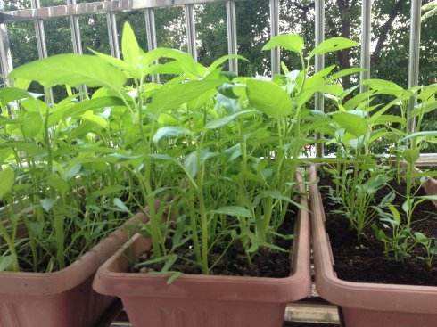 立春种植哪些农作物和蔬菜（立春种什么蔬菜）(图5)