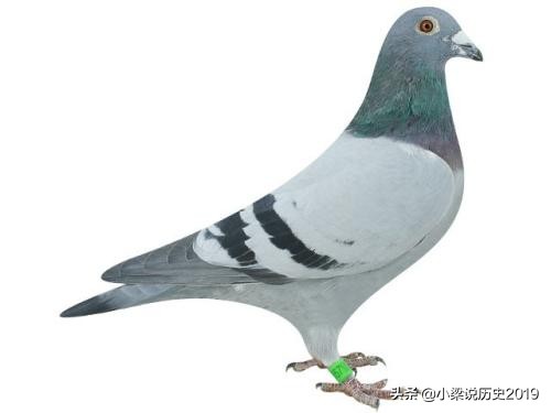 俗话说放鸽子是什么意思(放鸽子是什么意思)(图4) 俗话说放鸽子是什么意思(放鸽子是什么意思)(图4)
