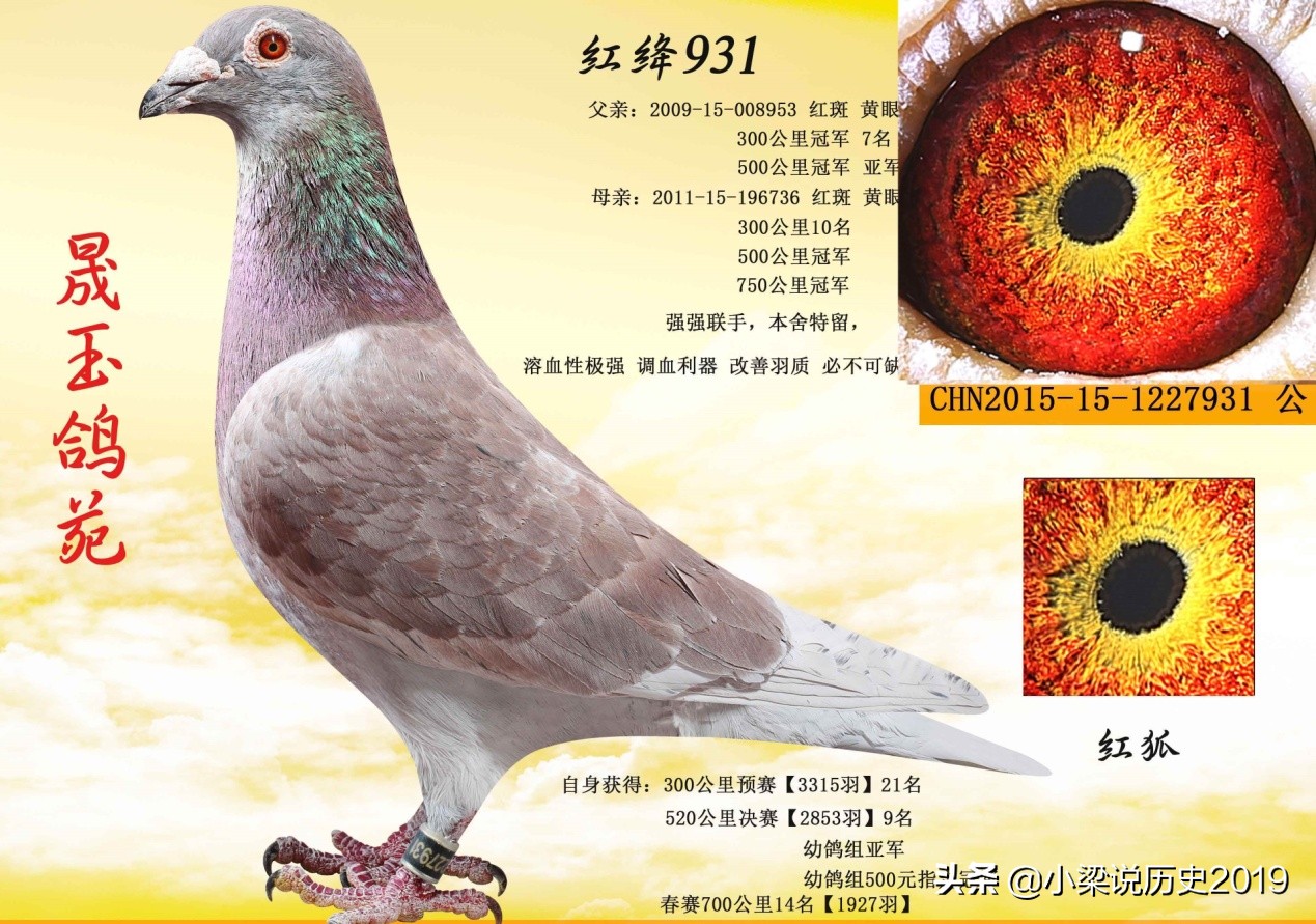 俗话说放鸽子是什么意思(放鸽子是什么意思)(图5) 俗话说放鸽子是什么意思(放鸽子是什么意思)(图5)