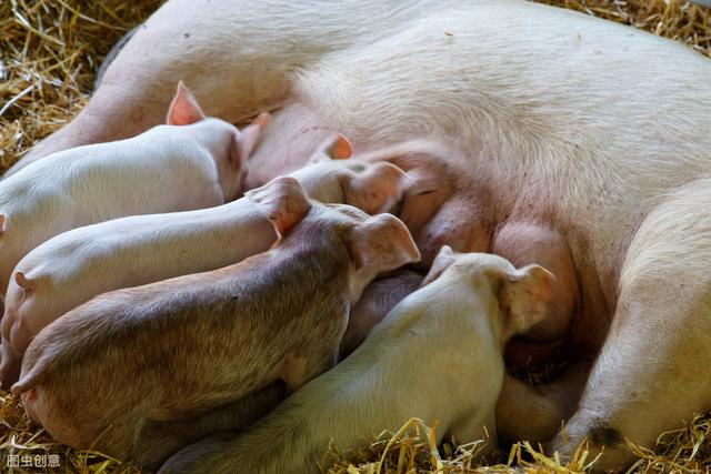 猪有近亲能杂交吗(大多数人不知道)(1)