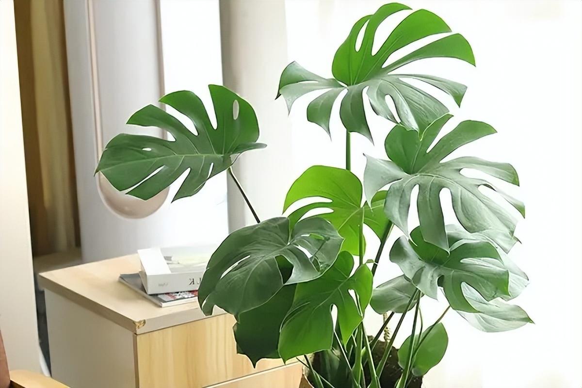 怎么养好龟背竹 这四点缺一不可(家里不能养龟背竹人离分散)(图4) 怎么养好龟背竹 这四点缺一不可(家里不能养龟背竹人离分散)(图4)