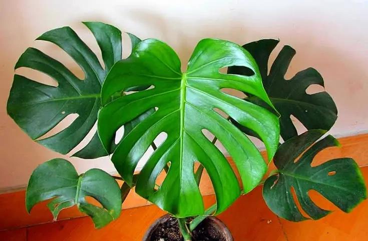 怎么养好龟背竹 这四点缺一不可(家里不能养龟背竹人离分散)(图5) 怎么养好龟背竹 这四点缺一不可(家里不能养龟背竹人离分散)(图5)