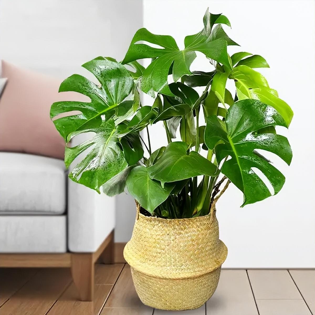 怎么养好龟背竹 这四点缺一不可(家里不能养龟背竹人离分散)(图3) 怎么养好龟背竹 这四点缺一不可(家里不能养龟背竹人离分散)(图3)