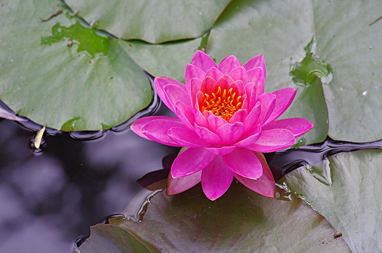 盆栽睡莲根的养殖方法花百科(睡莲怎样养才会开花)(图5) 盆栽睡莲根的养殖方法花百科(睡莲怎样养才会开花)(图5)