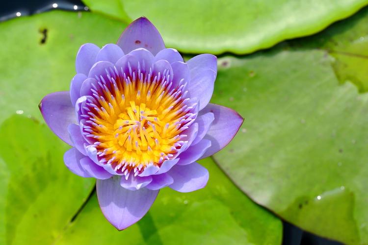 盆栽睡莲根的养殖方法花百科(睡莲怎样养才会开花)(图3) 盆栽睡莲根的养殖方法花百科(睡莲怎样养才会开花)(图3)