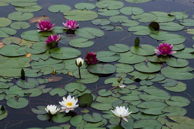 盆栽睡莲根的养殖方法花百科(睡莲怎样养才会开花)(图2) 盆栽睡莲根的养殖方法花百科(睡莲怎样养才会开花)(图2)