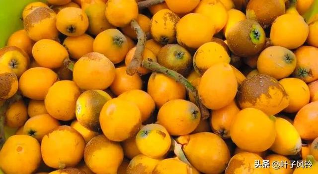 自制枇杷膏教程（制作枇杷膏的过程）(2)