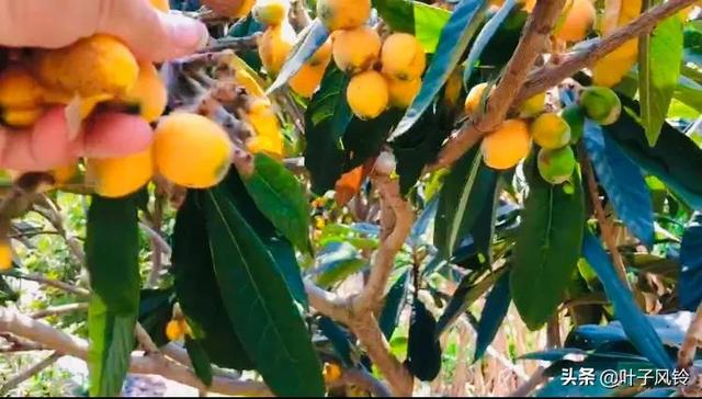 自制枇杷膏教程（制作枇杷膏的过程）(1)