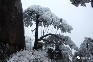 黄山迎客松简介 关于黄山迎客松的简介-图3 黄山迎客松简介 关于黄山迎客松的简介-图3
