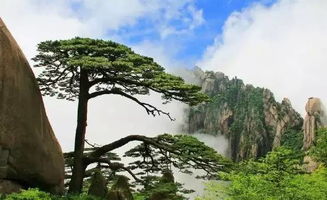 黄山迎客松简介 关于黄山迎客松的简介-图2 黄山迎客松简介 关于黄山迎客松的简介-图2