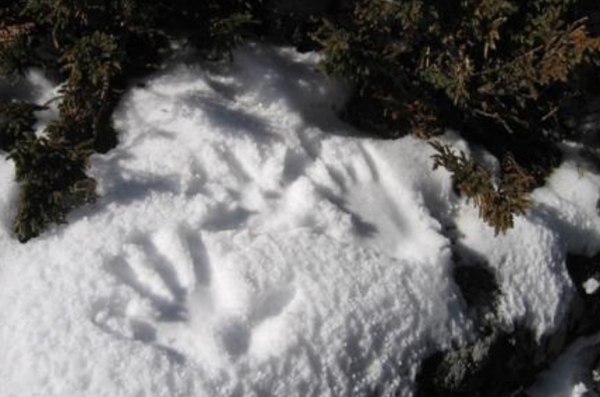 冻尸笑面是果然么?笑面死者局面科学阐明