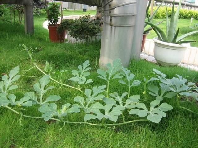 生活中的100个小偏方（日常生活小偏方）(1)