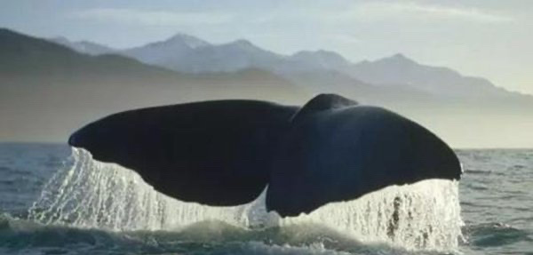 鲲鹏为什么吃龙,现实中竟然真的看到了鲲鹏(渤海海鲸)