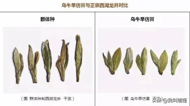 西湖龙井明前茶叶的特点（绿茶中最有名望的）(2)