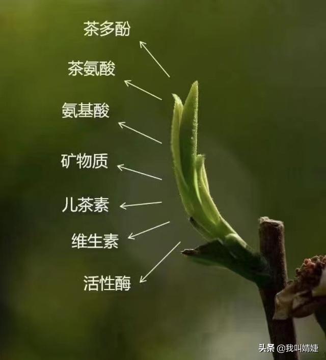 西湖龙井明前茶叶的特点（绿茶中最有名望的）(1)