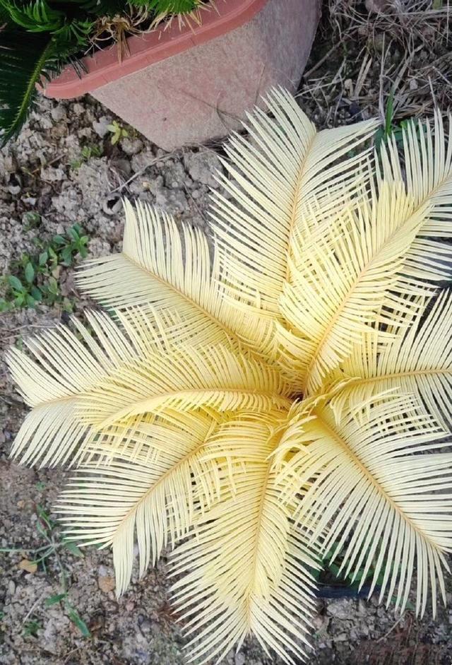 铁树叶子发黄是咋回事（铁树叶子发黄的六个原因）(10)