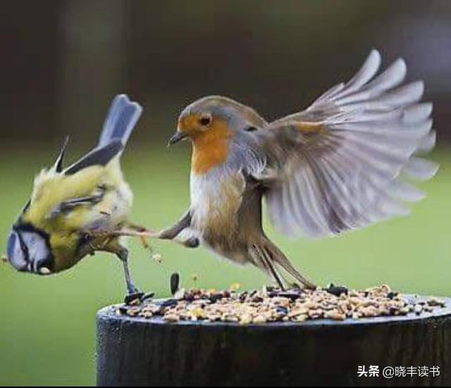 知更鸟与小男孩的故事（传说故事中的主角）(10)