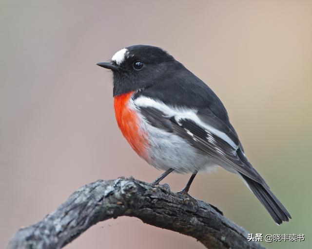 知更鸟与小男孩的故事（传说故事中的主角）(5)