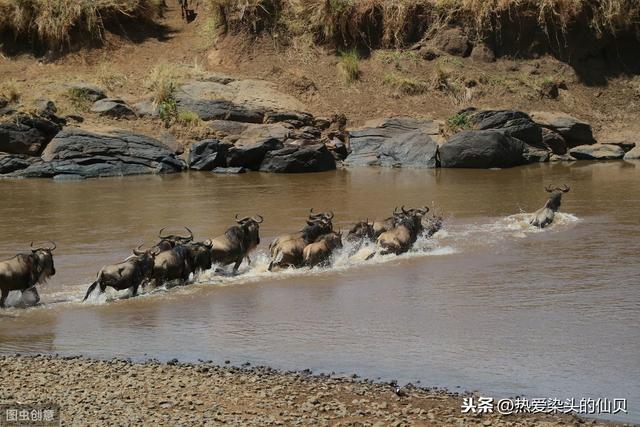 四种珍稀动物羚牛（世界自然遗产的东非动物大迁徙）(3)