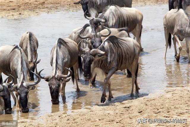 四种珍稀动物羚牛（世界自然遗产的东非动物大迁徙）(6)